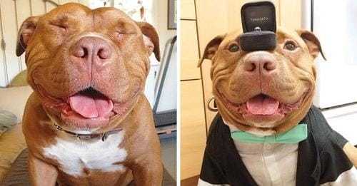 The sweetest and cutest dog has always been smiling since being adopted from an animal shelter