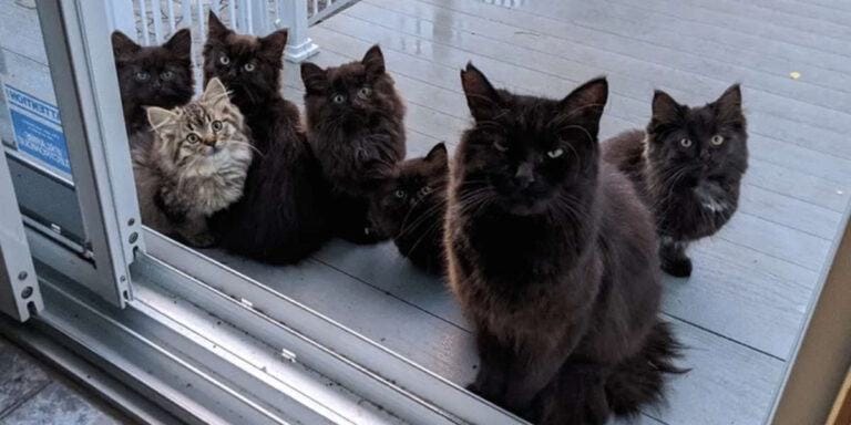 These fur moms are smart.  St.ray Cat brought all her children to the woman who gave her food and helped her