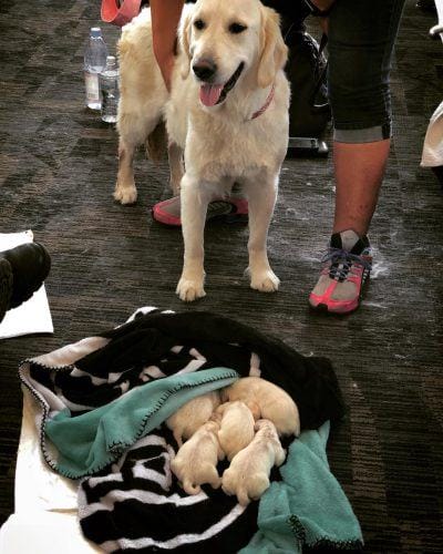 This Service Dog Surprised Passengers At Tampa . Airport