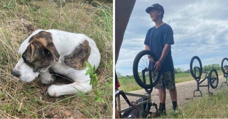 Three brave teenagers found the weak and injured dog on the side of the road and saved the dog's life