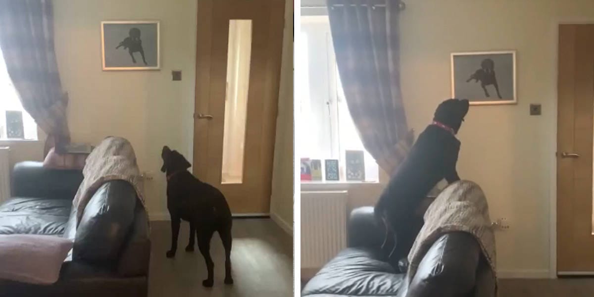 Touching shot.  The dog has the most emotional reaction when he sees the portrait of his deceased brother
