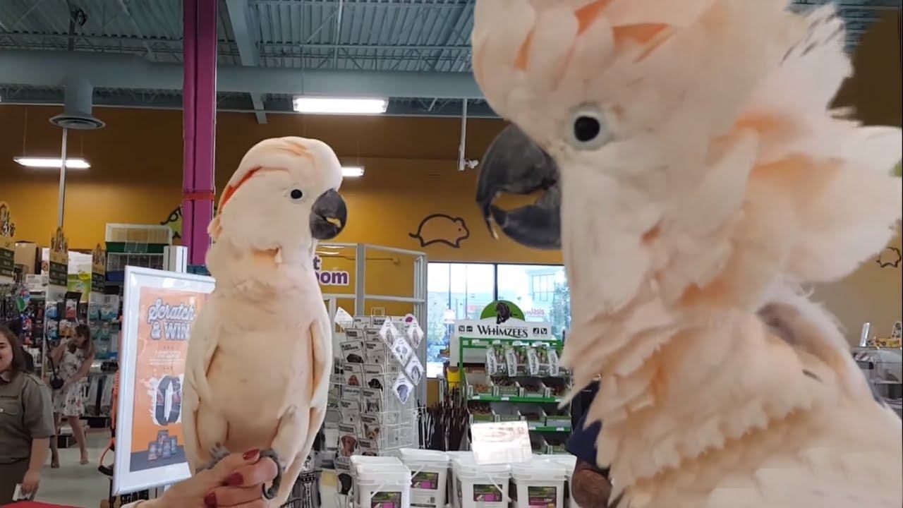 Video of two cockatoos meeting each other in a pet store in a funny way