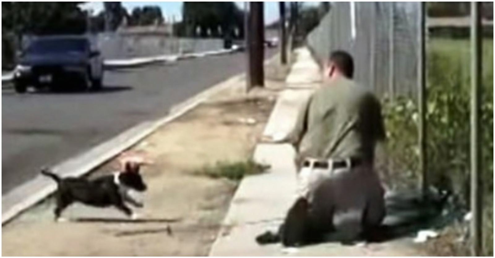 Videotapes.  Wild dog mother panicked when she saw the man trapped his only puppy in the net