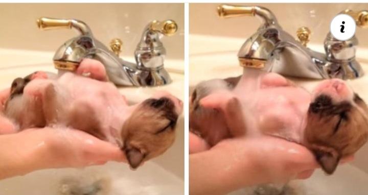Watch a 10-day-old puppy rescued from a pile of trash enjoying a warm bath in the tub