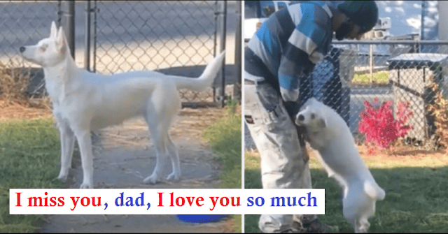 Watch the heartwarming moment when the blind and deaf dogs sense that their dad is moving in