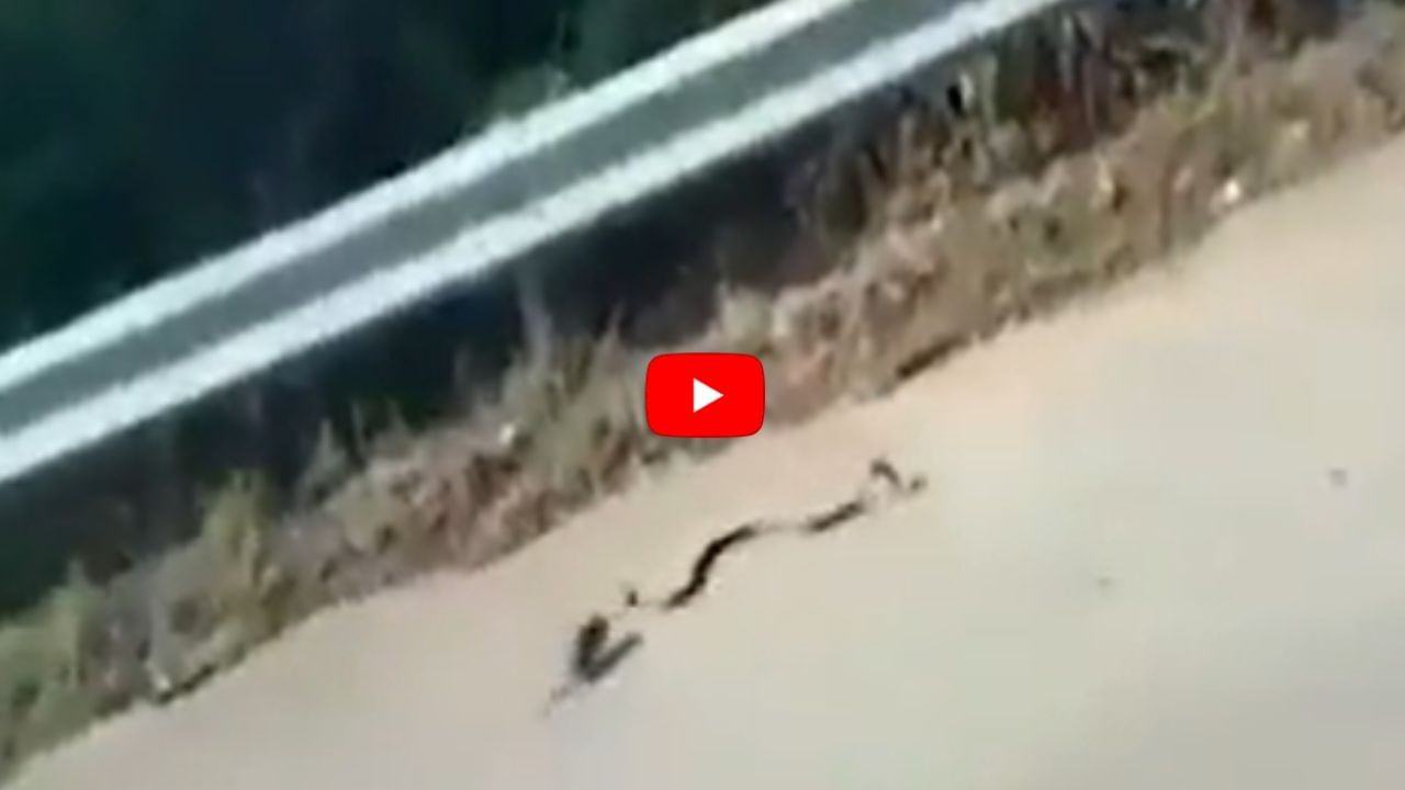 When the fire reaches the child, the rat collides with the snake and thus breaks;  watch video