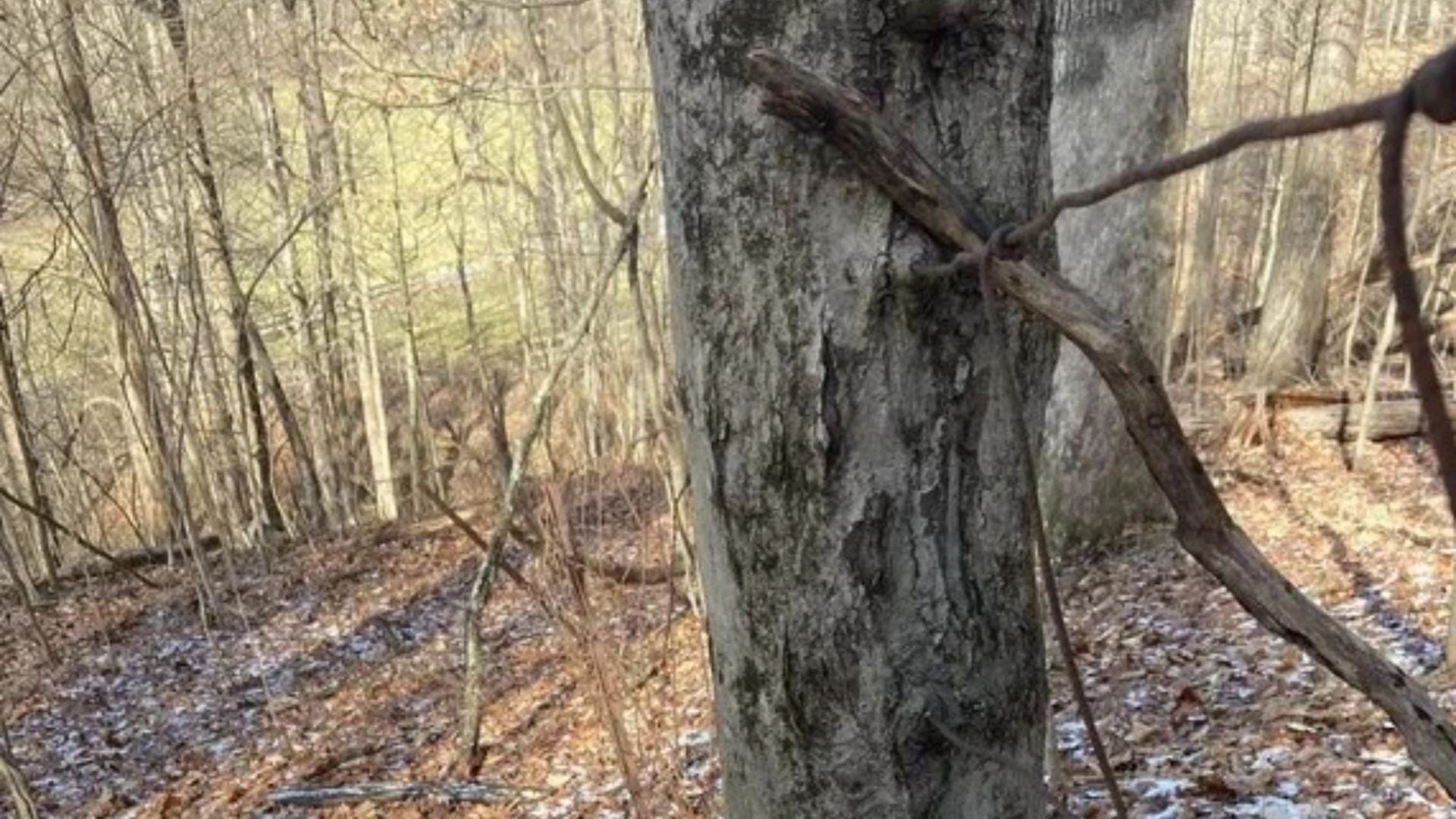 You could go crazy trying to spot the corgi playing hide-and-seek in the woods in this image in less than 30 seconds.