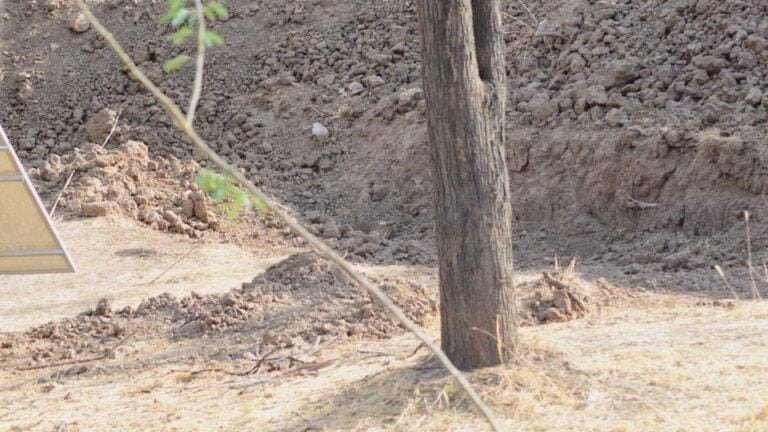 You have 20/20 vision if you can spot the secretly lurking leopard in this optical illusion.