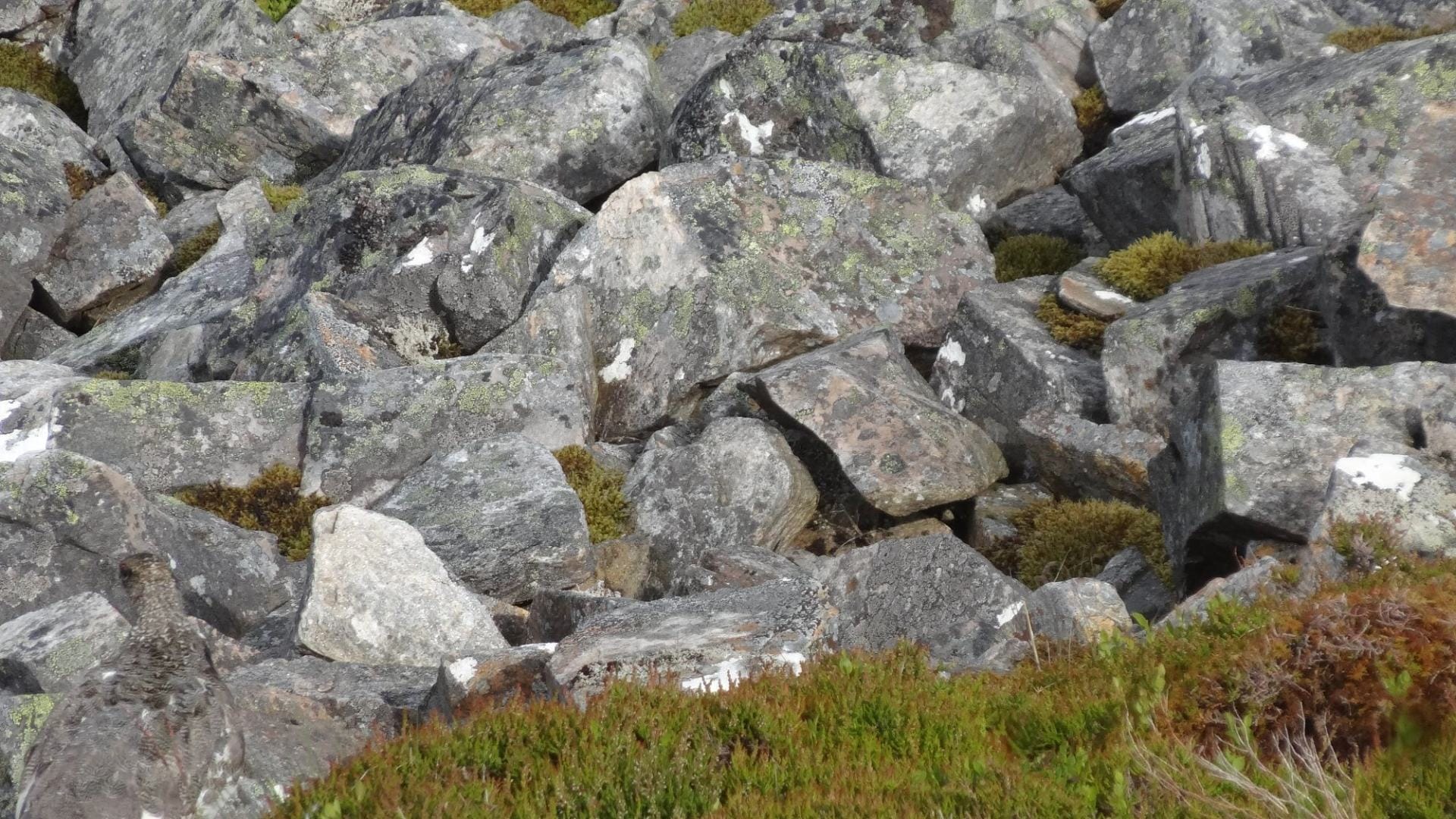 You have good observation skills if you can spot a small bird hiding among the rocks in just 10 seconds.