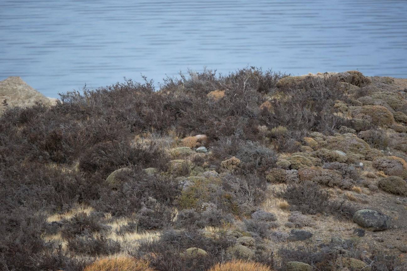You have the eyes of the best wildlife observer if you can spot a wild cougar in less than five seconds.