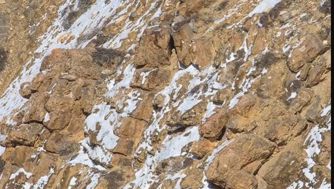 You need the eyes of an eagle to spot a snow leopard in less than ten seconds.