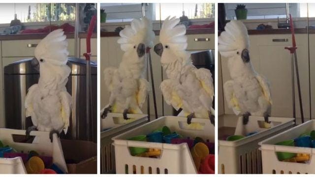 You'll laugh at this cockatoo's hilarious reaction to its own reflection