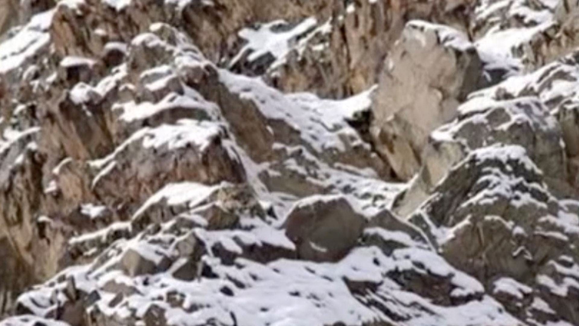 You have the eyes of a hawk if you can see a snow leopard clearly hiding on a mountain in 10 seconds.