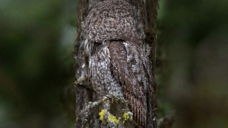 You have the eyes of a hawk if you can spot the owl hiding in the forest
