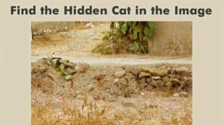 You have the eyes of a hawk if you can spot the cat hidden in the image