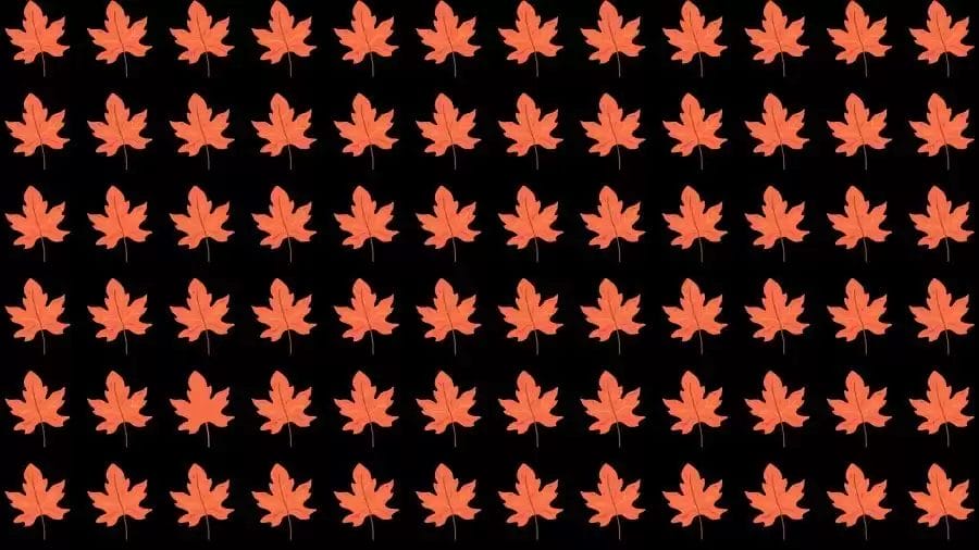 Optical Illusion Challenge: If you have Eagle Eyes find the Odd Leaf in 15 Seconds