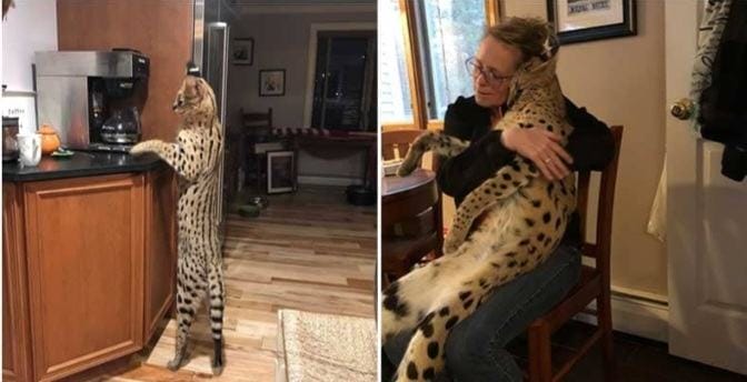 A beautiful cat missing in Africa has been found and reunited with its owner after being lost for three days
