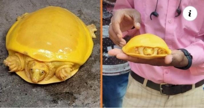 A beautiful little yellow-shelled turtle.  Rare species of tortoise like "Roasted Chessa" found in India