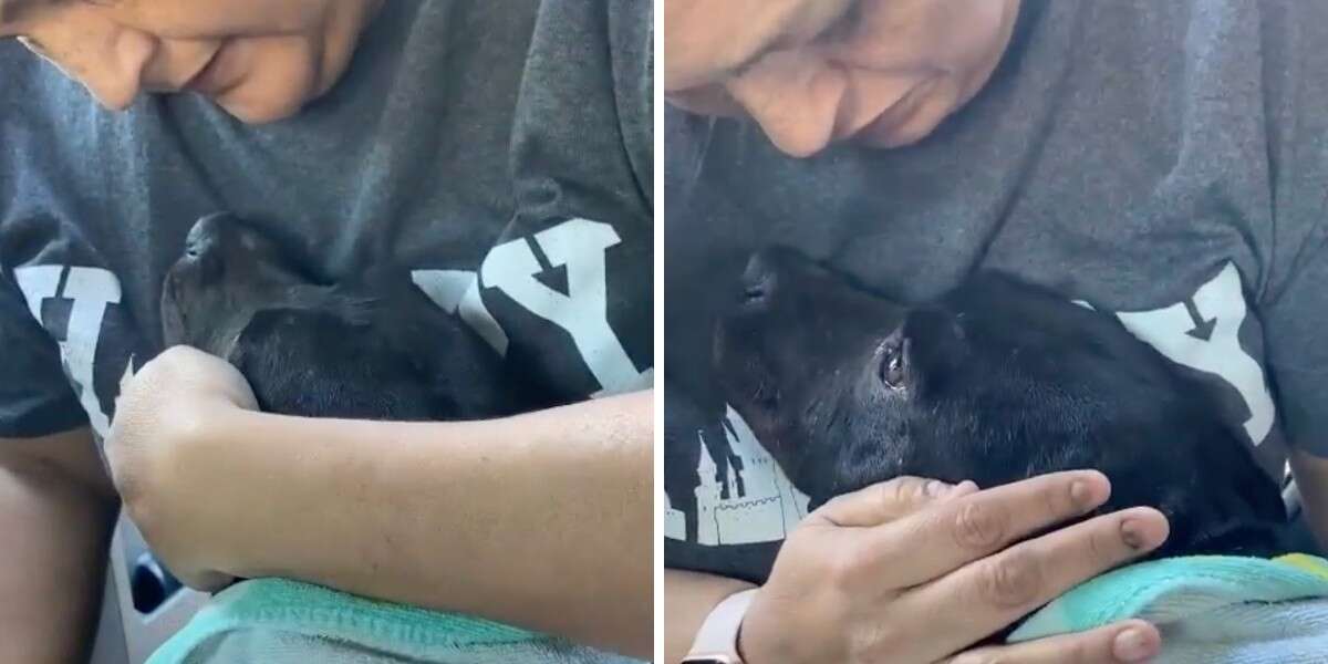 A couple saw a scared pregnant dog on the street and decided to adopt the mother dog.  Dog expresses gratitude with happy tears
