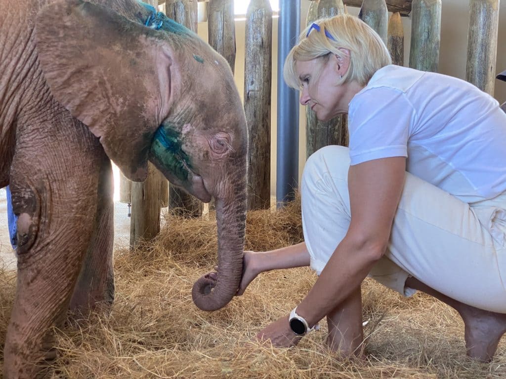 A cute baby elephant with ruddy skin was rescued after being trapped in a rope for days and was miraculously healed