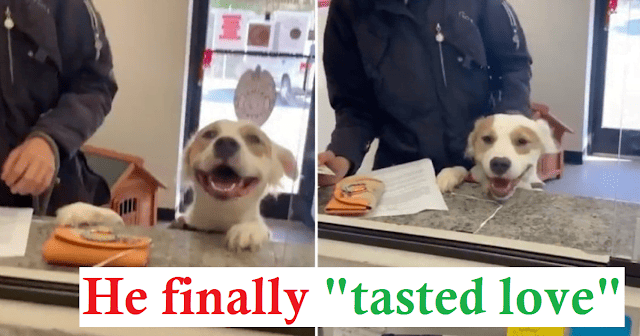 A cute photo that will melt your heart.  Abandoned puppy can't hide his happiness when finally adopted