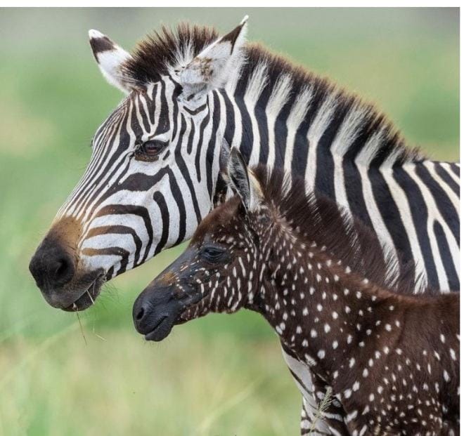 A cute video of a strange zebra being born with dots instead of stripes has gone viral