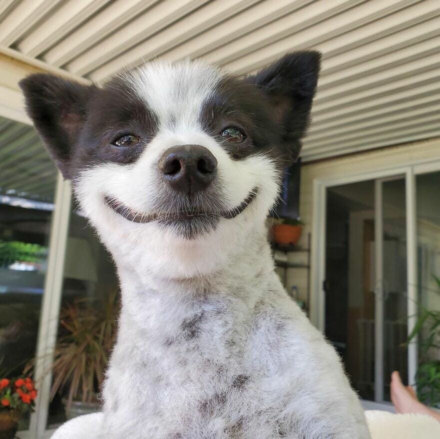 A dog that never stops smiling.  A smiling little dog will brighten up your day