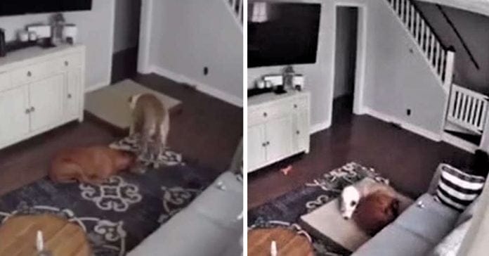 A gentle and caring dog gives his ailing brother his own bed to keep him comfortable