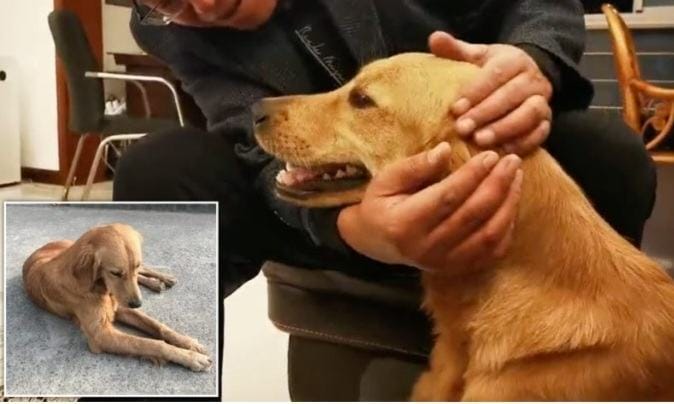 A golden retriever traveled 62 miles in almost 15 days to find his human