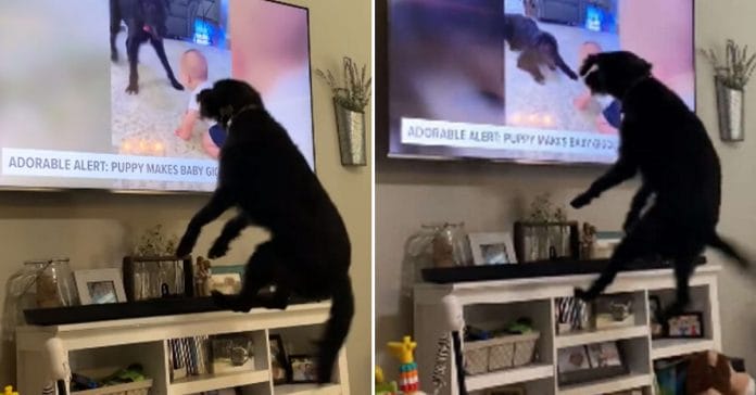A good photo will brighten up your day.  The dog jumped for joy when he saw himself on TV