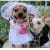 A great ceremony.  Two inseparable dogs named Cashew and Peanut get married
