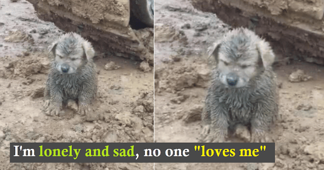 A hopeless dog, covered in mud, sat in the middle of the road, unnoticed by many passers-by.