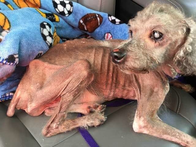 A kind-hearted woman discovered three weak and skinny puppies by accident in the inhabited house