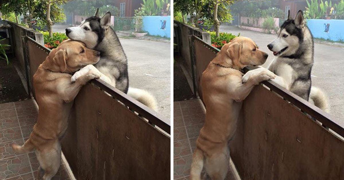 A lonely husky sneaks into her best friend's arms