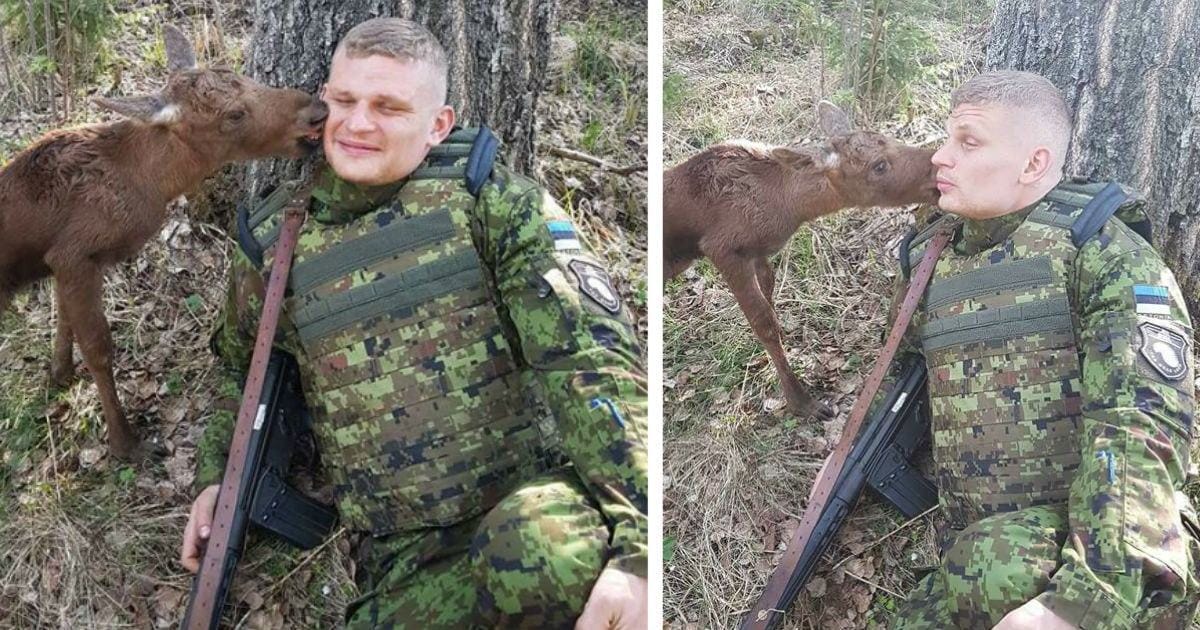 A lost baby deer met a soldier in the forest and asked him for help