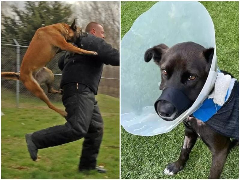 A loyal dog named Kei performed a heroic act when he saved and protected his owner's family from robbers
