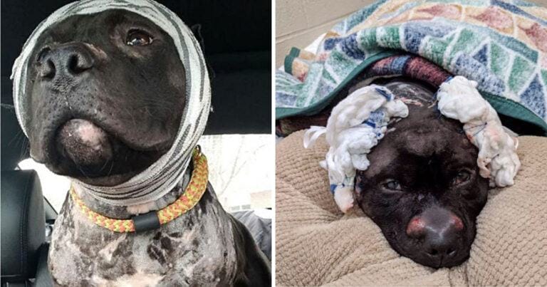 A pit bull that was once used as a fighting dog has unfortunately lost its ears.  Difficulty, he still smiles