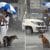 A policeman shares his umbrella with two homeless dogs in the pouring rain