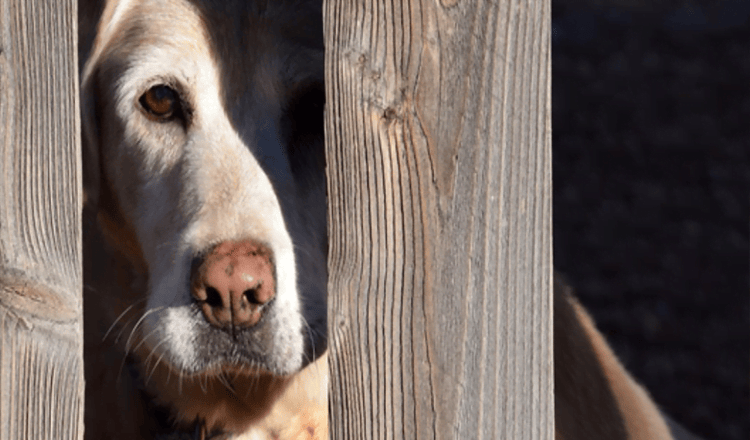 A scared labrador who doesn't want to leave his kennel learns to live happily