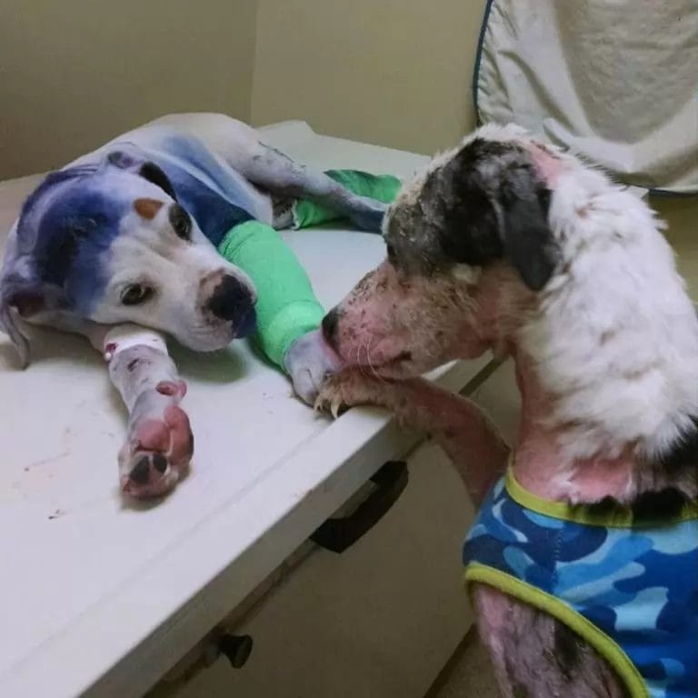 A sick and mistreated dog comforts Sammie, who was recently taken to an animal shelter