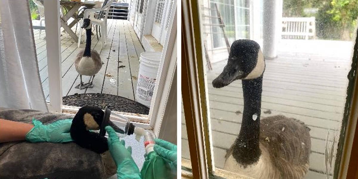 A touching scene.  Videotapes.  A lovely loyal goose waits for its mate undergoing surgery in front of the veterinary clinic