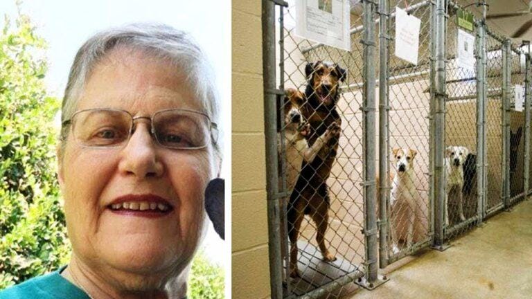 A woman asks for shelter for the oldest and most difficult dog to adopt that no one wants