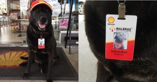 Abandoned old dog is adopted by a family and also gets a job at a gas station