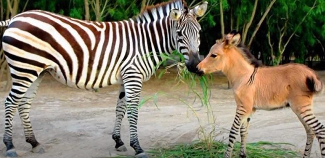 After mating with a donkey, a zebra gave birth to a cute creature known as a "zonkey".