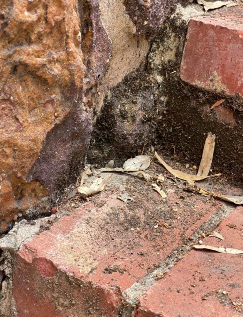 Can you find the poisonous snake hidden in this photo?  It's harder than you think.