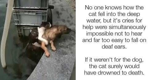 Dog hero.  Brave dog saves a drowning cat
