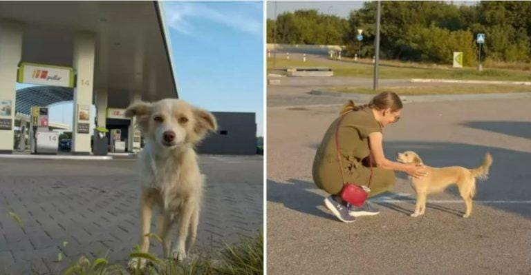 Dog wandering in the parking lot for the first time in his life fell asleep on a soft bed