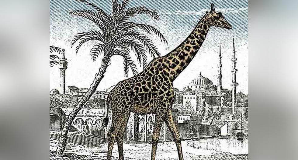 Find the second giraffe in the picture with record time: 5 seconds