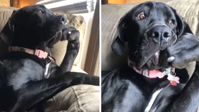 Funny video of funny dog ​​sitting like a great thinker