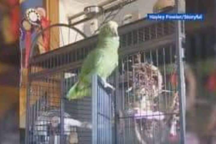 Funny videos.  Parrot playfully dances and sings "Baby Shark" perched on the cage